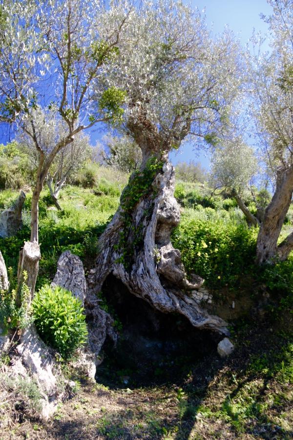 Il Giglio * Pettineo